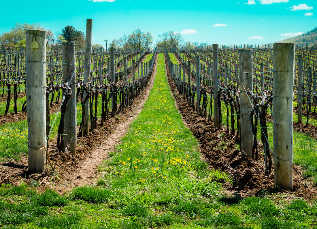 What is Terroir, and why does it make our wines great?